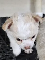 Frizzle, a male Chihuahua for sale in Joplin, MO – 5 of 8