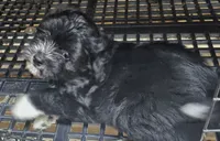 Spaz, a male Morkie for sale in Joplin, MO – 5 of 7