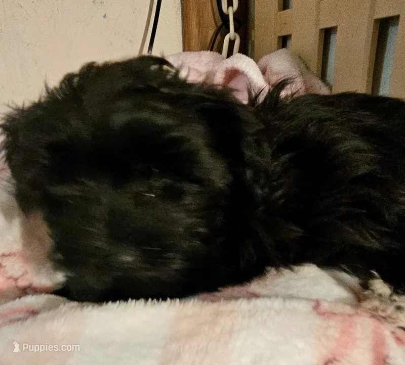 Piper – Morkie puppy for sale in Joplin, MO