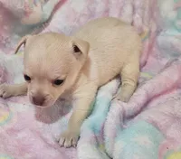 Mitzy, a female Chihuahua for sale in Joplin, MO – Photo 6 of 8