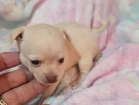 Mitzy, a female Chihuahua for sale in Joplin, MO – Photo 2 of 8