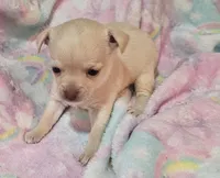 Mitzy, a female Chihuahua for sale in Joplin, MO – Photo 4 of 8