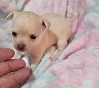 Mitzy, a female Chihuahua for sale in Joplin, MO – Photo 5 of 8