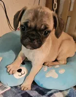 Timmy, a male French Bulldog and Pug for sale in Joplin, MO – 4 of 9