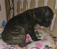 Sadie, a female French Bulldog and Pug for sale in Joplin, MO – 3 of 4