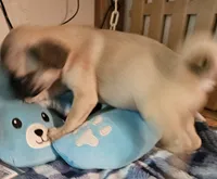 Timmy, a male French Bulldog and Pug for sale in Joplin, MO – 6 of 9