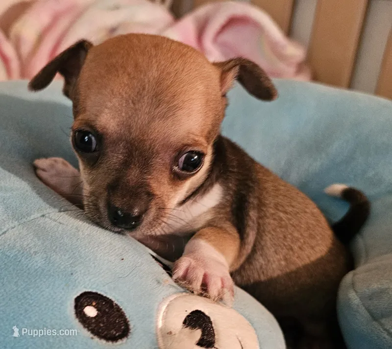 Tyson – Chihuahua puppy for sale in Joplin, MO