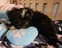 Pistol  Reduced, a male Morkie for sale in Joplin, MO – 3 of 8