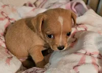 Misty, a female Chihuahua for sale in Joplin, MO – 6 of 8