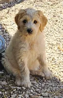 Rosie, a female Great Pyrenees and Poodle - Standard  for sale in Joplin, MO – 2 of 8