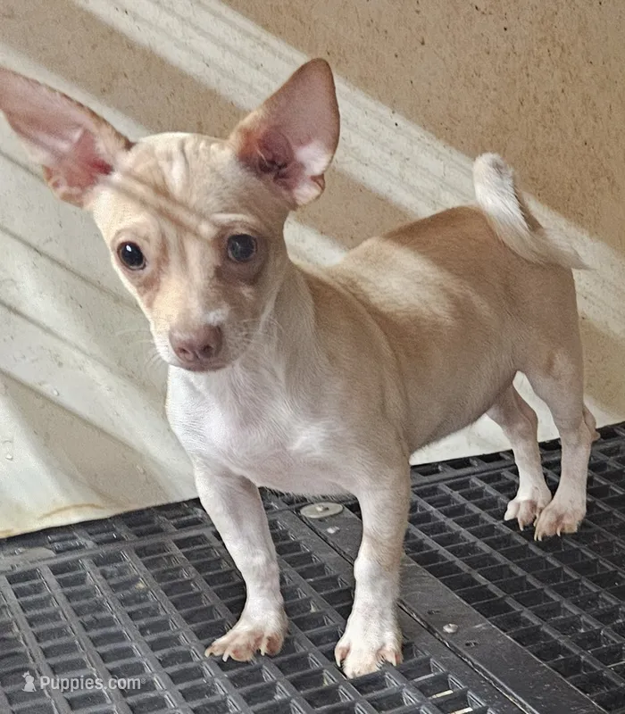 Slater – Chihuahua puppy for sale in Joplin, MO