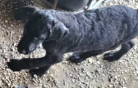Fiona, a female Great Dane and Poodle - Standard  for sale in Joplin, MO – 2 of 5