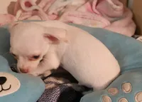 Jake, a male Chihuahua for sale in Joplin, MO – 4 of 6