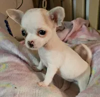 Tinkle, a male Chihuahua for sale in Joplin, MO – 5 of 7