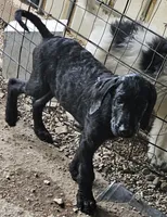 Sherry, a female Great Dane and Poodle - Standard  for sale in Joplin, MO – 4 of 4