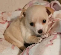 Cupcake, a female Chihuahua for sale in Joplin, MO – 5 of 7