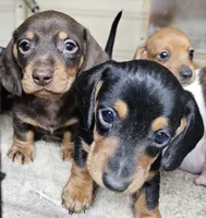 Corky, a male Miniature Dachshund for sale in Joplin, MO – Photo 7 of 7