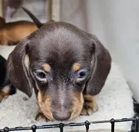 Corky, a male Miniature Dachshund for sale in Joplin, MO – Photo 5 of 7