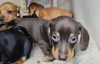 Corky, a male Miniature Dachshund for sale in Joplin, MO – Photo 6 of 7