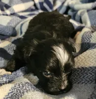 Pistol, a male Morkie for sale in Joplin, MO – 4 of 7