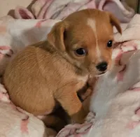 Misty, a female Chihuahua for sale in Joplin, MO – 4 of 8