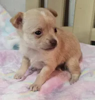 Twinky, a female Chihuahua for sale in Joplin, MO – Photo 1 of 8