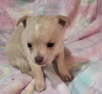Twinky, a female Chihuahua for sale in Joplin, MO – Photo 2 of 8