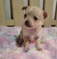 Twinky, a female Chihuahua for sale in Joplin, MO – Photo 6 of 8