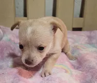 Twinky, a female Chihuahua for sale in Joplin, MO – Photo 5 of 8