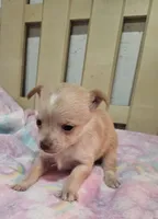 Twinky, a female Chihuahua for sale in Joplin, MO – Photo 8 of 8