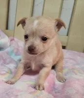 Twinky, a female Chihuahua for sale in Joplin, MO – Photo 7 of 8