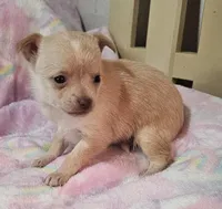 Twinky, a female Chihuahua for sale in Joplin, MO – Photo 3 of 8