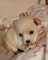 Cupcake, a female Chihuahua for sale in Joplin, MO – 2 of 7