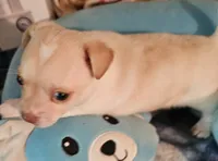 Slater, a male Chihuahua for sale in Joplin, MO – 5 of 8