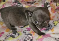 Fanny, a female French Bulldog for sale in Joplin, MO – 4 of 4