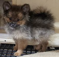 lexi, a female Pomeranian for sale in Joplin, MO – 2 of 4