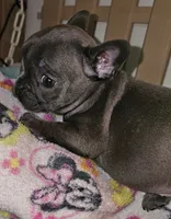 Fancy, a female French Bulldog for sale in Joplin, MO – 2 of 6