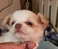 Sparky , a male Chihuahua for sale in Joplin, MO – 3 of 7