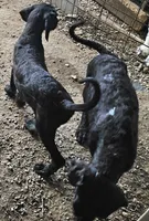 Sherry, a female Great Dane and Poodle - Standard  for sale in Joplin, MO – 2 of 4