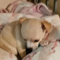 Cupcake, a female Chihuahua for sale in Joplin, MO – 7 of 7