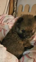 Twinkles, a female Pomeranian for sale in Joplin, MO – 2 of 7