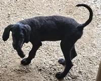 Fiona, a female Great Dane and Poodle - Standard  for sale in Joplin, MO – 5 of 5