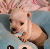 Rocky, a male Chihuahua for sale in Joplin, MO – 6 of 7