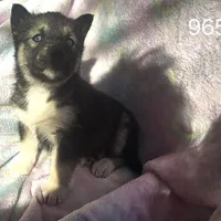 Misty on sale, a female Siberian Husky for sale in Joplin, MO – Photo 1 of 8