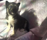 Misty, a female Siberian Husky for sale in Joplin, MO – Photo 1 of 8