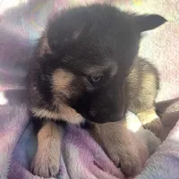 Misty on sale, a female Siberian Husky for sale in Joplin, MO – Photo 3 of 8