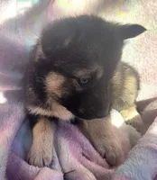 Misty, a female Siberian Husky for sale in Joplin, MO – Photo 4 of 8