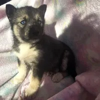 Misty on sale, a female Siberian Husky for sale in Joplin, MO – Photo 5 of 8