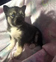 Misty, a female Siberian Husky for sale in Joplin, MO – Photo 3 of 8