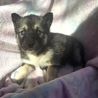 Misty on sale, a female Siberian Husky for sale in Joplin, MO – Photo 6 of 8